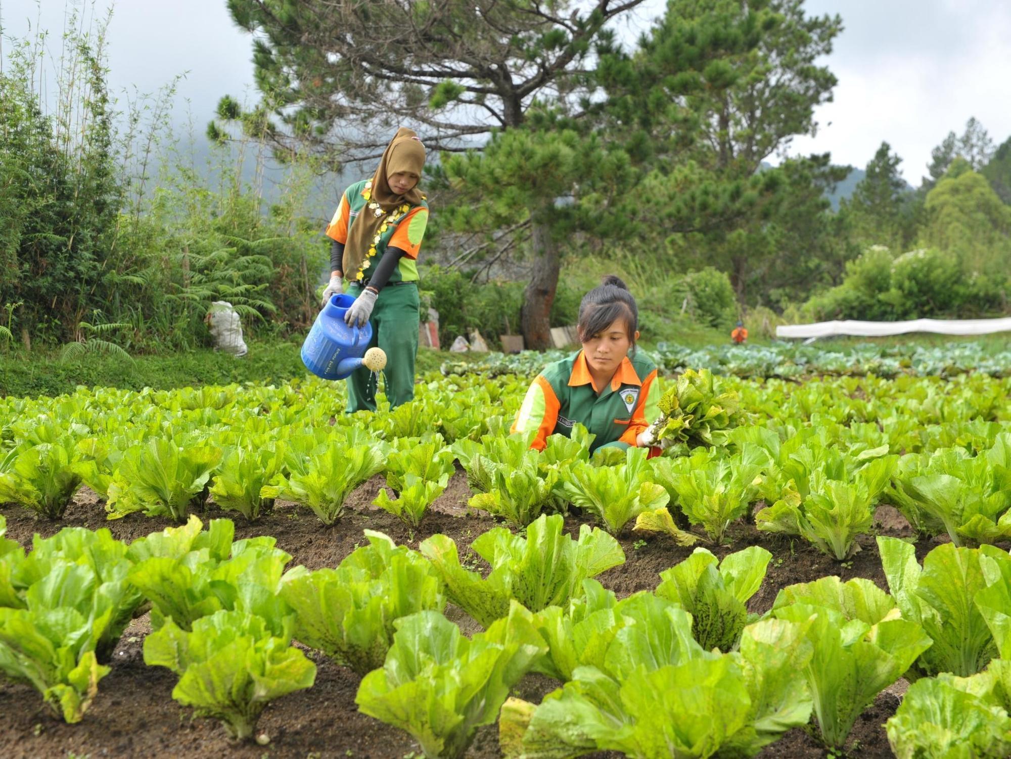 Taman Simalem Resort Tongging Экстерьер фото